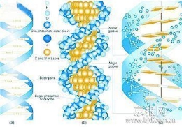 可能改变世界的十大科研项?DNA或可~辑