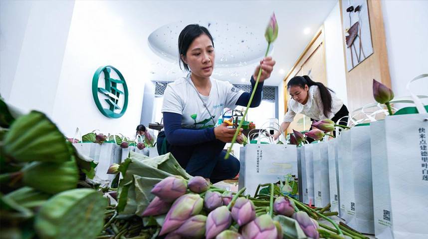 “荷小镇”开启乡村荷花季