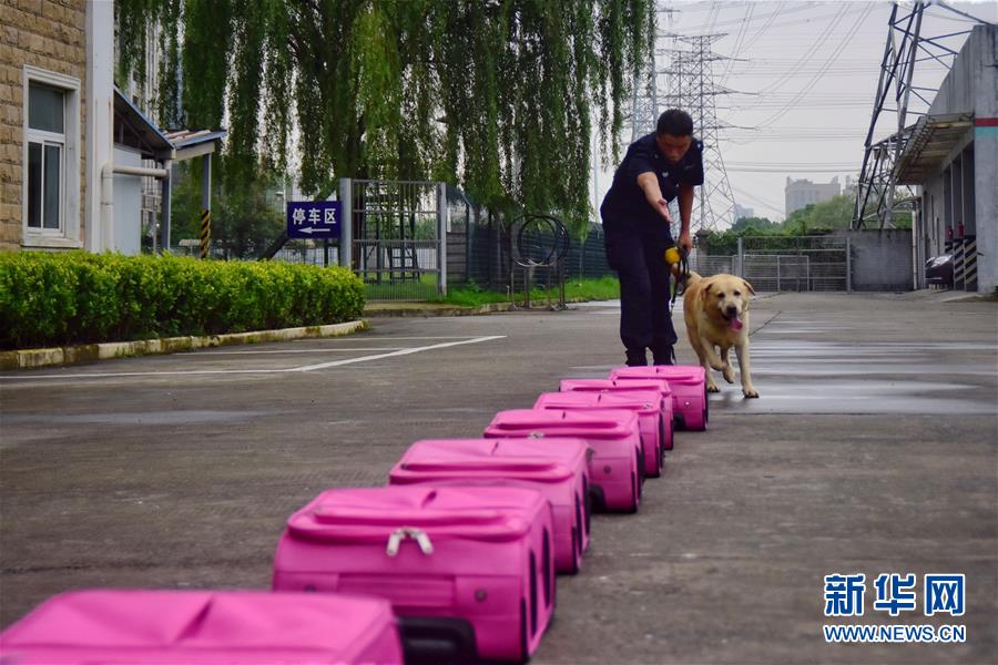 6月24日，緝毒犬“多多”在訓練中?！⌒氯A社記者 鄭夢雨 攝