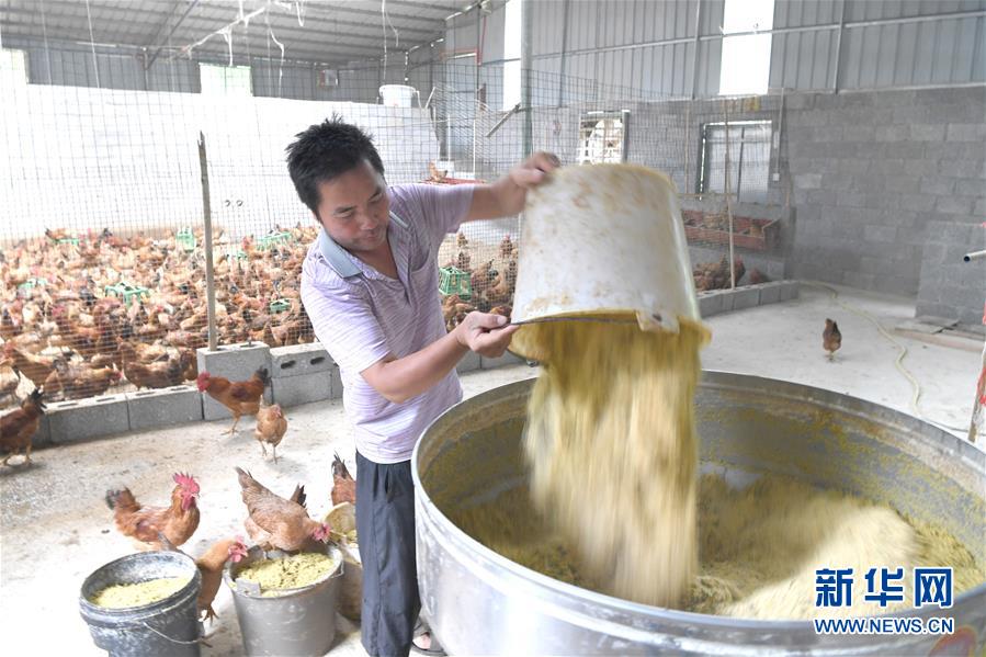 8月20日，在廣西都安瑤族自治縣龍灣鄉琴棋村，藍國前在配制雞飼料。 藍國前家住廣西都安瑤族自治縣龍灣鄉琴棋村，他和愛人藍月艷曾常年在外地建筑工地上務工，維持一家人生計。今年受疫情影響，他們不便外出務工，決定在家養雞創業。目前，他們在村養殖基地養有活雞3000只，還帶動琴棋村近20戶村民發展養雞，藍國前也被村民親切地稱為大山里的“雞司令”。 新華社記者 周華 攝