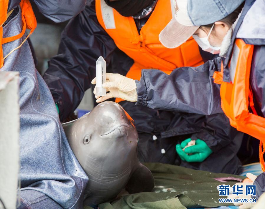 　　2017年3月16日，中科院水生生物研究所工作人員在鄱陽湖都昌水域對江豚進行體檢?！　?月5日，新的國家重點保護野生動物名錄正式公布。在全部保留原名錄所有物種的基礎上，新名錄新增517種（類）野生動物。豺、長江江豚等65種由國家二級保護野生動物升為一級?！　⌒氯A社發（傅建斌 攝）